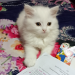 Persian cat